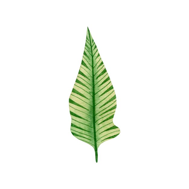 Watercolor illustration of tropical leaf isolated on white background