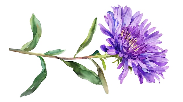 Watercolor illustration of a vibrant aster purple flower with green leaves