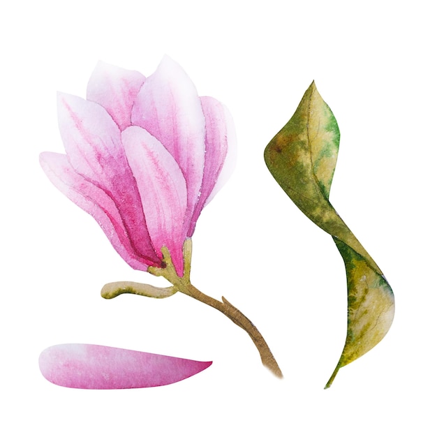 Watercolor illustration with blooming pink flowers and magnolia branches Hand drawn magnolia