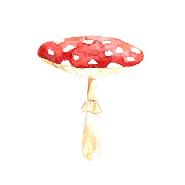 Watercolor illustration with fly agaric mushroom mushrooms autumn Halloween