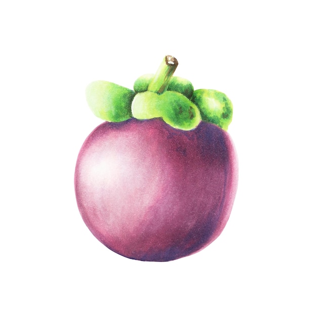 Watercolor illustration with fresh purple mangosteen Tropical fruit isolated on white background For