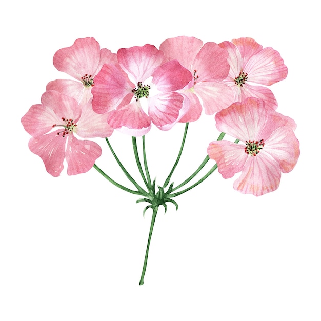 Watercolor illustration with inflorescences, flowers, buds and leaves of the geranium plant