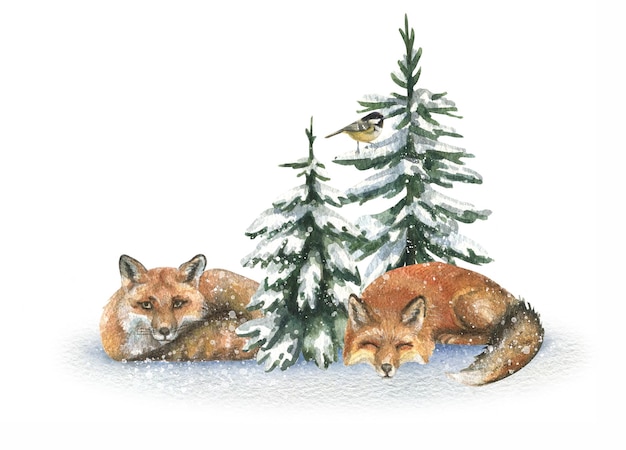 Watercolor illustration with wild forest foxes surrounded by fir trees in the snow.