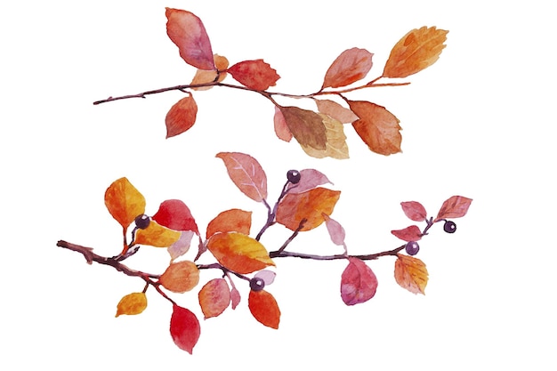 Watercolor illustration of yellow and red autumn leaves