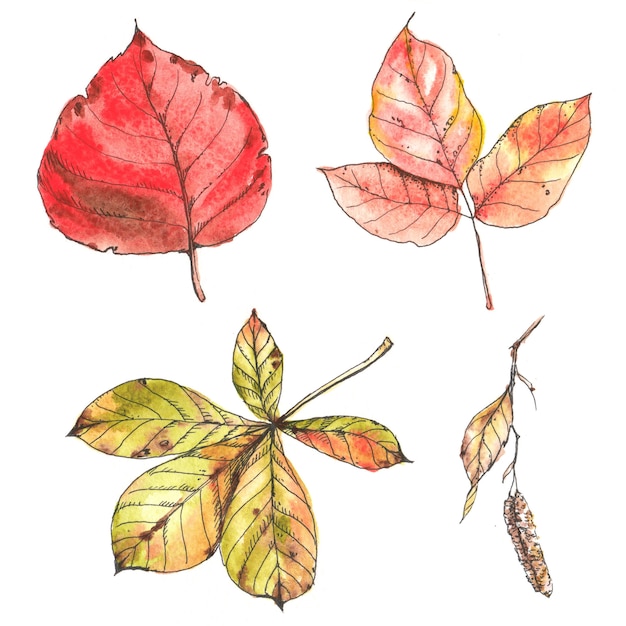 Watercolor and ink hand drawn illustration of colorful bright autumn leaves isolated on the white background