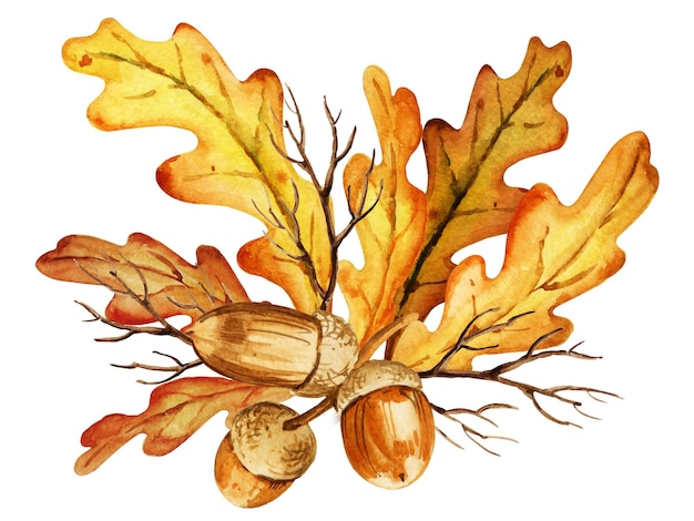 Watercolor leaves acorns and branches of oak autumn composition hand draw illustration yellow orange