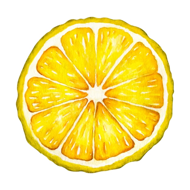 Watercolor lemon slice Hand drawn botanical illustration of yellow citrus fruits isolated on white background Clipart objects for design and decoration package cards