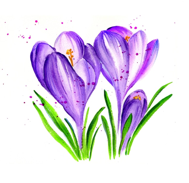 Watercolor lilac crocus spring flowers hand darwn sketch romantic illustration isolated on white