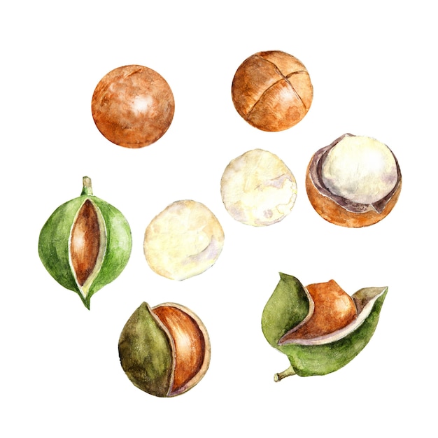 Watercolor macadamia