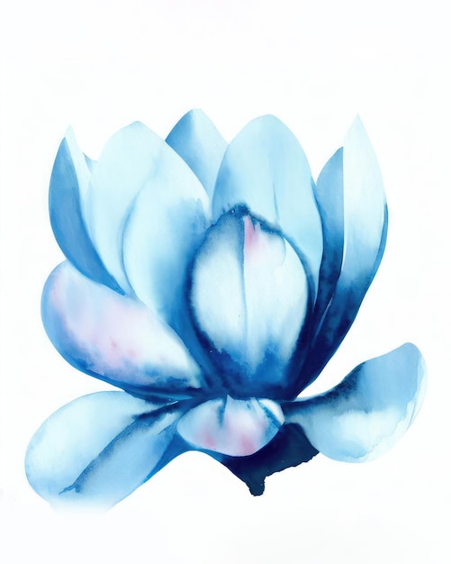 Watercolor magnolia flower on white background