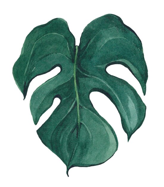 Photo watercolor monstera leaf isolated on white background hand drawn illustration for design and decoration