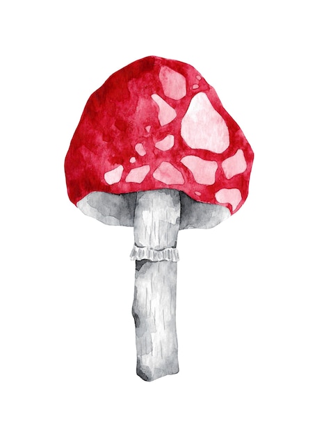 Watercolor mushroom clip art isolated on white