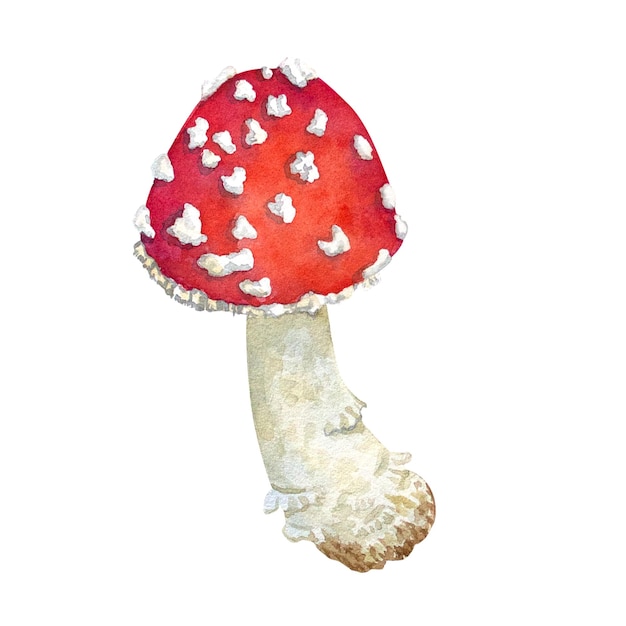 Watercolor mushrooms fly agaric on white background Botanical illustration for postcards posters