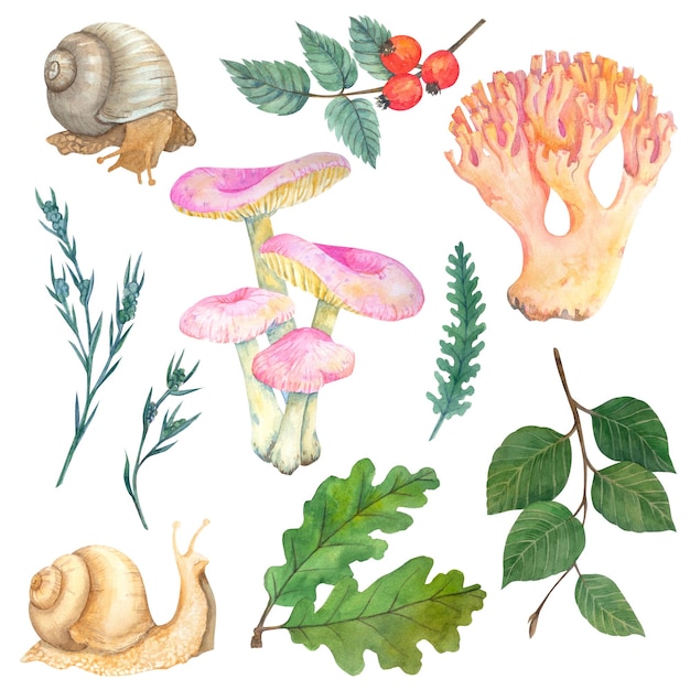 Watercolor mushrooms leaves snail on white background Botanical illustration for postcards posters