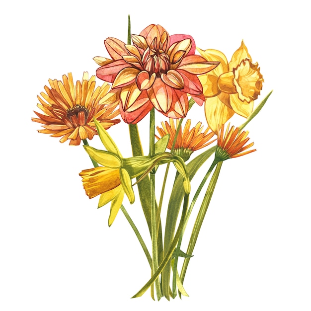 Watercolor Narcissus and Dahlias. Wild flower set isolated on white. Botanical watercolor illustration, yellow narcissus bouquet, rustic flowers. Watercolor illustration on white  Set of