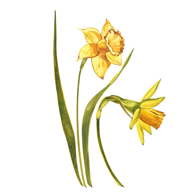 Watercolor Narcissus. Wild flower set isolated on white. Botanical watercolor illustration, yellow narcissus bouquet, rustic flowers. Watercolor illustration on white  Set of drawing floral