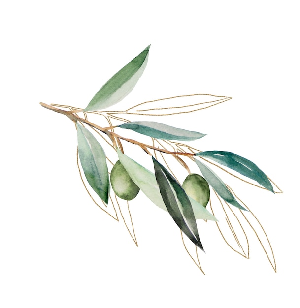 Watercolor olive branch with fruits and green leaves with golden outline illustration