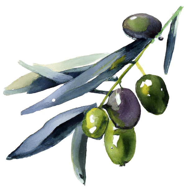 Watercolor Olive Branch with Olives