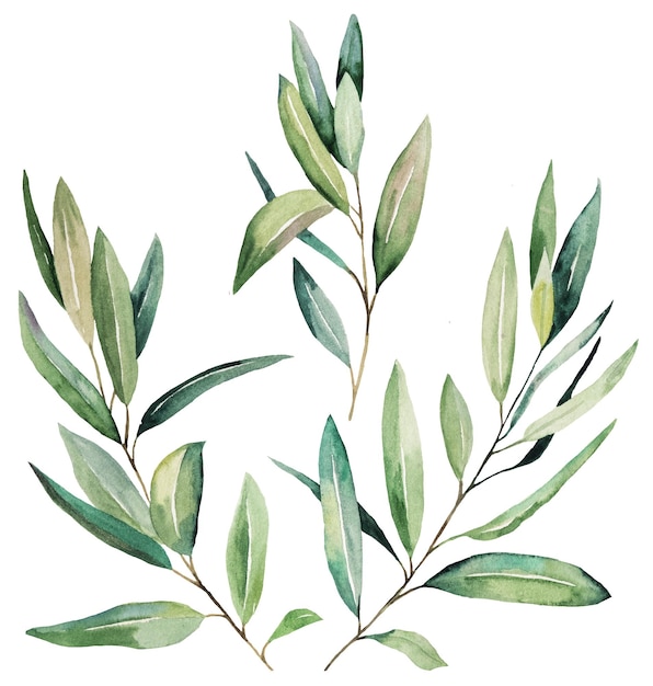 Watercolor olive twigs with green leaves isolated illustration for wedding and party design