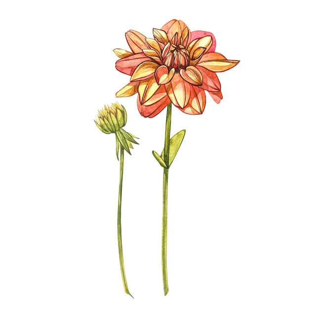 Watercolor orange dahlias. Wild flower set isolated on white