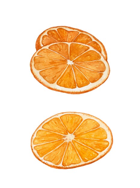 Watercolor orange slices isolated on white background