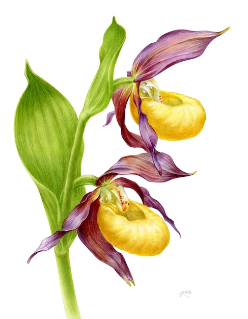 Watercolor orchid Cypripedium Calceolus hand drawn floral illustration