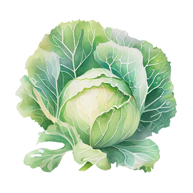 Watercolor painted cabbage fresh food design elements isolated on white background