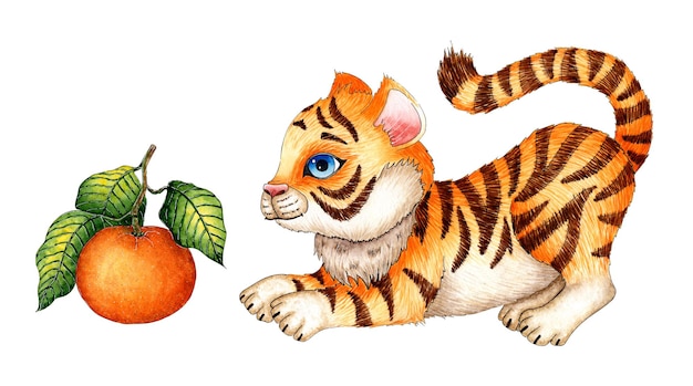 Watercolor painting cartoon tiger cub plays with tangerine hunts The symbol of the Chinese New Year