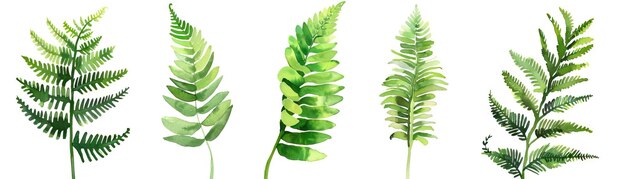 A watercolor painting of five different ferns