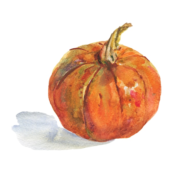 Watercolor painting whole pumpkin isolated Hand drawn vegetable illustration