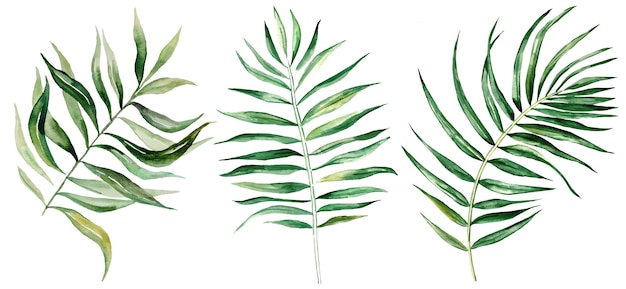 Watercolor palm tropical leaves set illustration  isolated