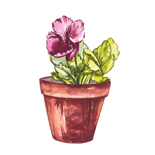 Watercolor pansies flowers in flower pot. Hand draw watercolor illustrations on white background. Easter collection.