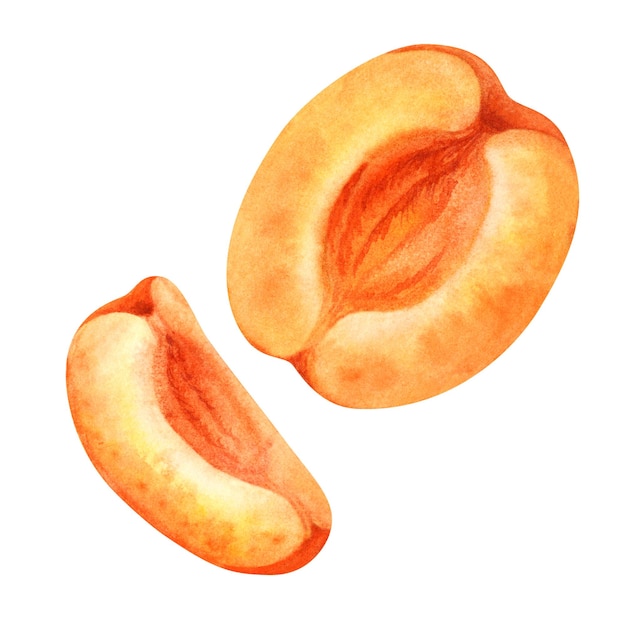 Watercolor part of a bright orange apricot with a slice