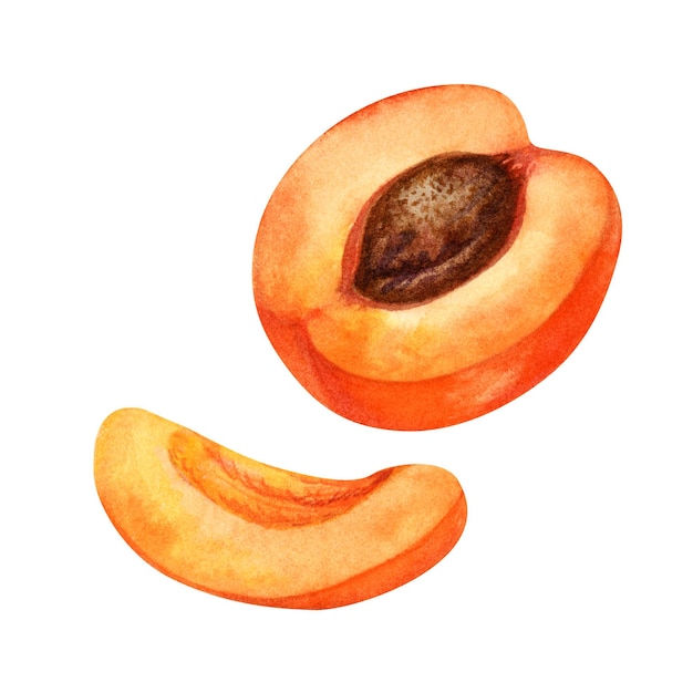 Watercolor part of a bright orange apricot with a slice