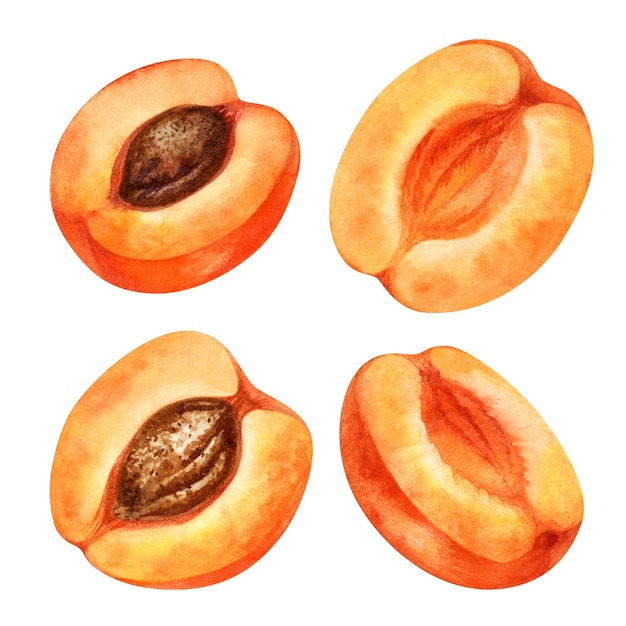 Watercolor parts of a bright orange apricot