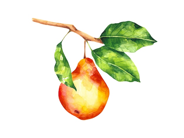 watercolor pear tree branch illustration fruit composition isolated on white red pear