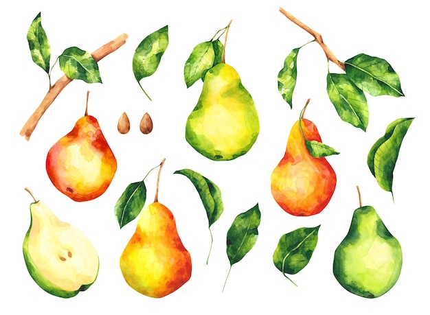 Photo watercolor pears and leaves cliparts set collection of pear fruit clip arts isolated on white