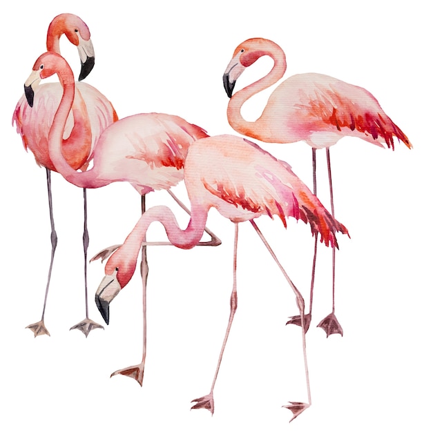 Watercolor pink flamingoes. Exotic birds isolated illustration for wedding stationary, greetings, wallpaper, fashion, posters