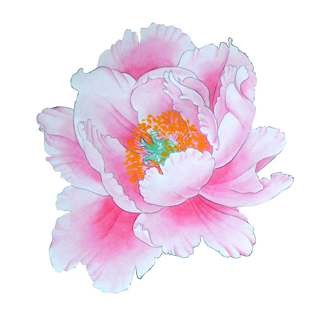 Watercolor of pink peony illustrations isolated object on white background