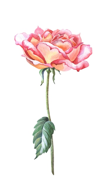 Watercolor pink rose with gren leaves,stem. Isolated image of a beautiful red flower.