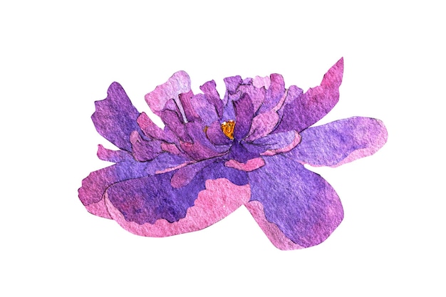 Watercolor pion illusration isolatedPeony flower painted in watercolorWatercolor peonies