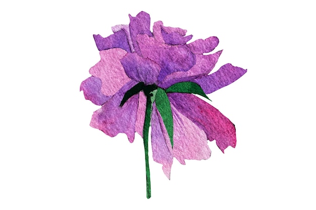 Watercolor pion illusration isolatedPeony flower painted in watercolorWatercolor peonies