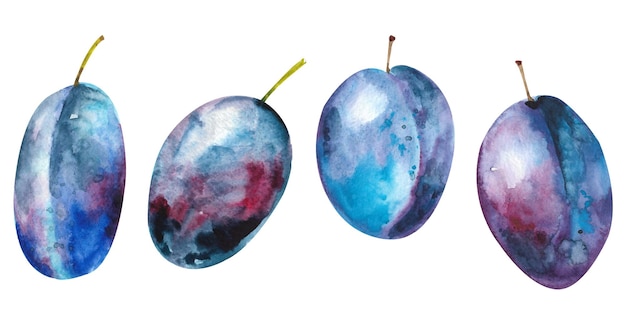 Watercolor plums Ripe dark blue plums on a white background