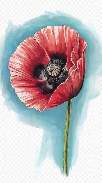 Photo watercolor poppy isolated on transparent background