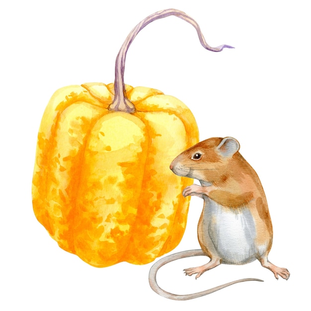 Watercolor portrait of mouse and pumpkin on white background