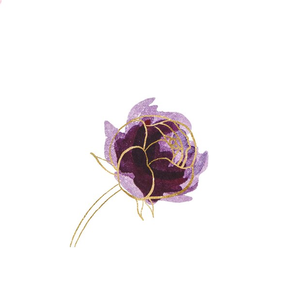 Watercolor Purple and golden peonies flowers illustration elements