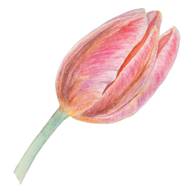 Watercolor realistic botanical illustration of pink tulip isolated on white background for your design wedding print products paper invitations cards fabric posters