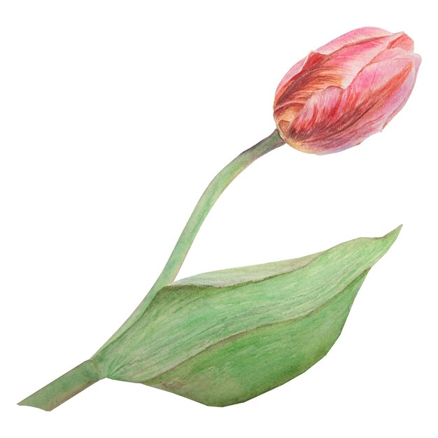 Watercolor realistic botanical illustration of pink tulip isolated on white background for your design wedding print products paper invitations cards fabric posters