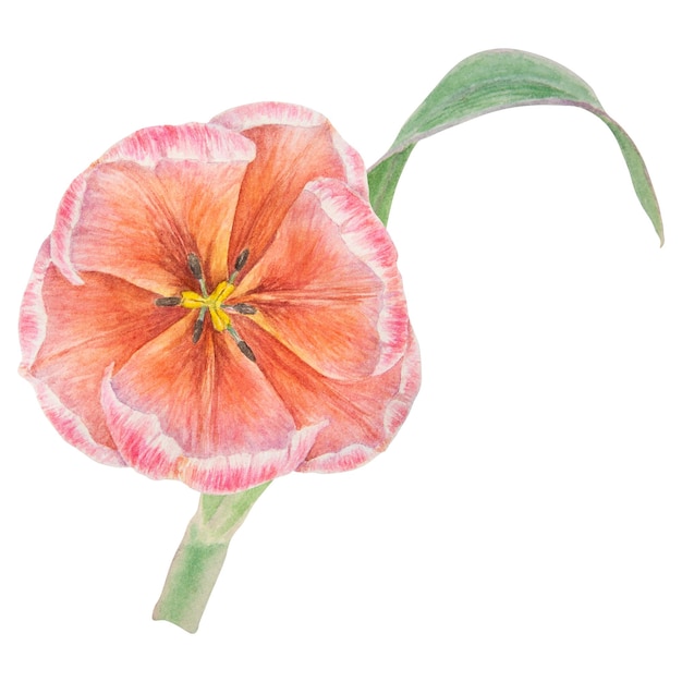 Watercolor realistic botanical illustration of pink tulip isolated on white background for your design wedding print products paper invitations cards fabric posters