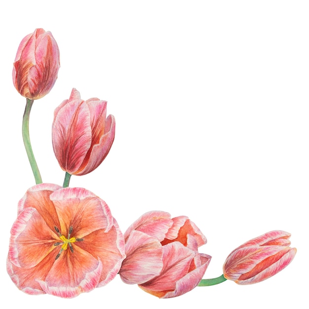 Watercolor realistic botanical illustration of pink tulips corner isolated on white background